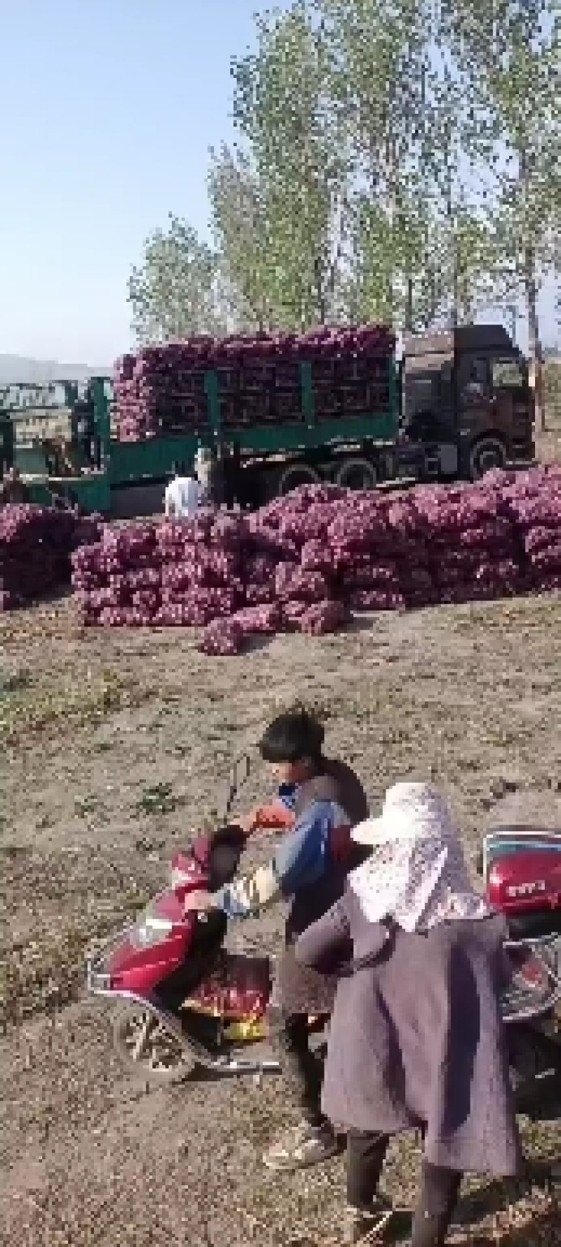 洋葱