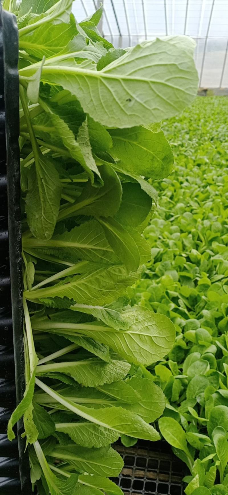 优质耐热黄心，白菜苗！