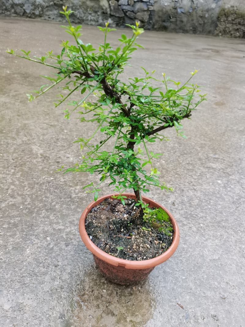迎春花甘肃小叶迎春盆栽阳台绿化盆景素材盆栽多年绿植