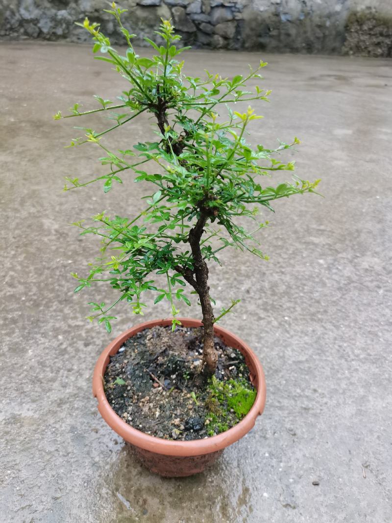 迎春花甘肃小叶迎春盆栽阳台绿化盆景素材盆栽多年绿植