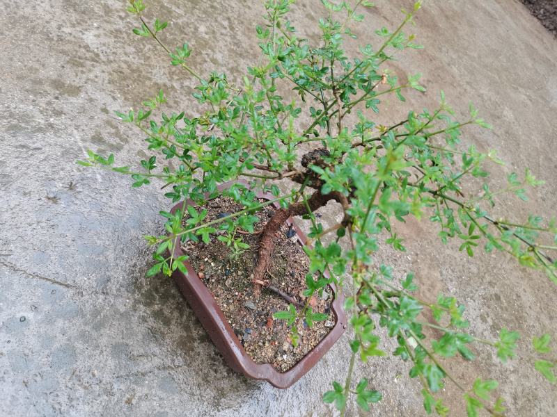 迎春花甘肃小叶迎春盆栽阳台绿化盆景素材盆栽多年绿植