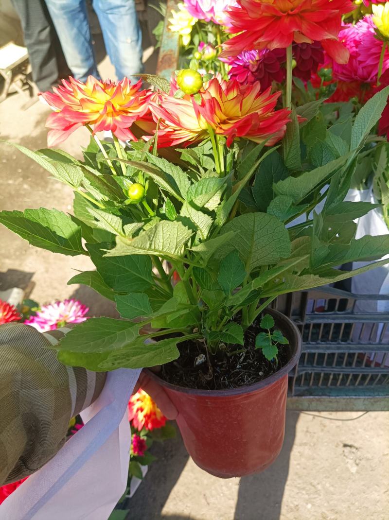 小丽花盆栽大丽花盆棵型大花苞多耐旱耐寒多年生