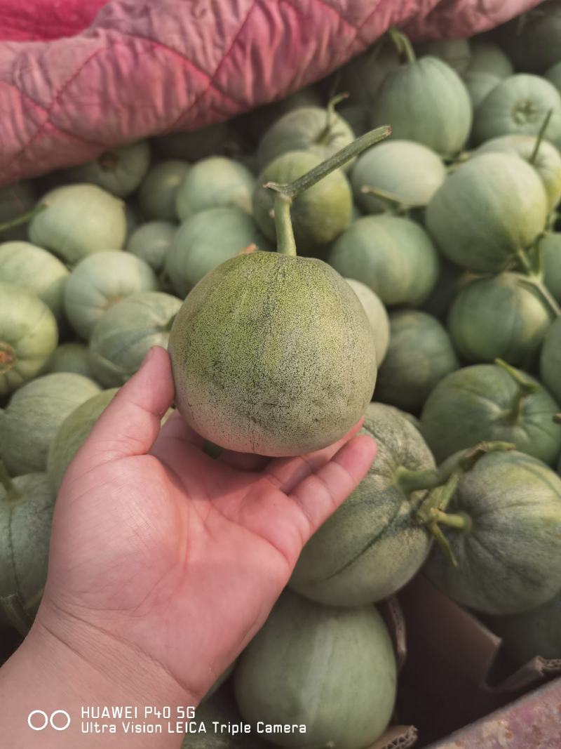 大量甜瓜上市