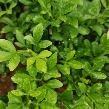 产地供应枳壳芽苗枸橘芽苗酸柚芽苗籽播枳壳苗根系好量大从优