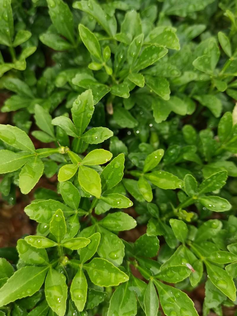 产地供应枳壳芽苗枸橘芽苗酸柚芽苗籽播枳壳苗根系好量大从优