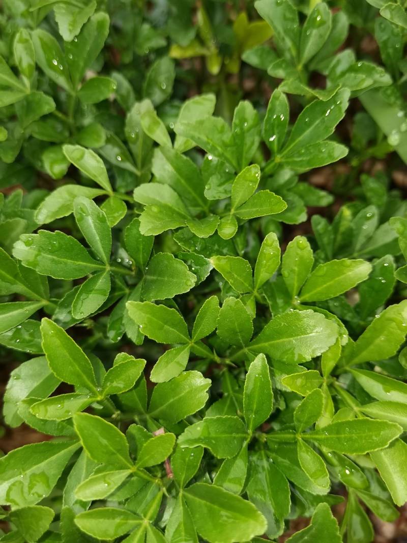 产地供应枳壳芽苗枸橘芽苗酸柚芽苗籽播枳壳苗根系好量大从优