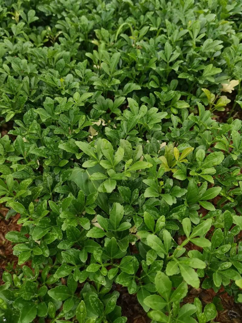 产地供应枳壳芽苗枸橘芽苗酸柚芽苗籽播枳壳苗根系好量大从优