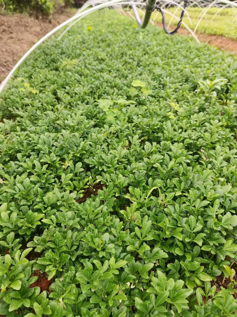 产地供应枳壳芽苗枸橘芽苗酸柚芽苗籽播枳壳苗根系好量大从优