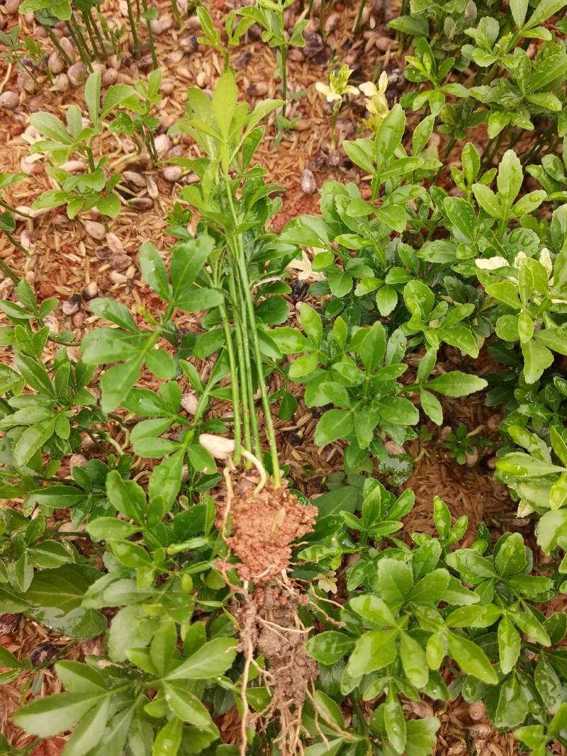 产地供应枳壳芽苗枸橘芽苗酸柚芽苗籽播枳壳苗根系好量大从优