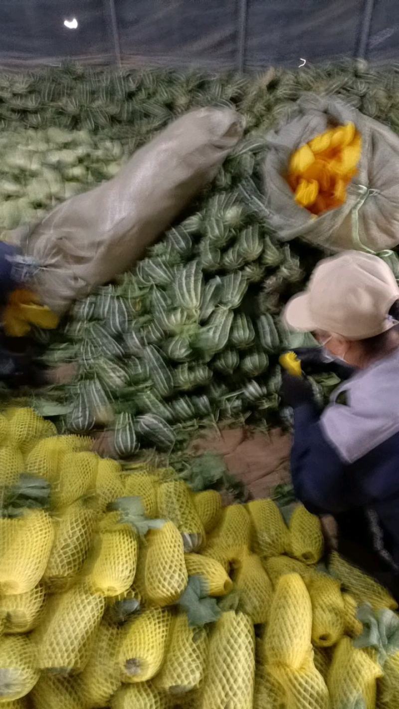 精品博洋甜瓜产地直发精品博洋9博洋61欢迎咨询