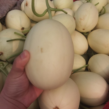 大量甜瓜上市，脆梨甜瓜