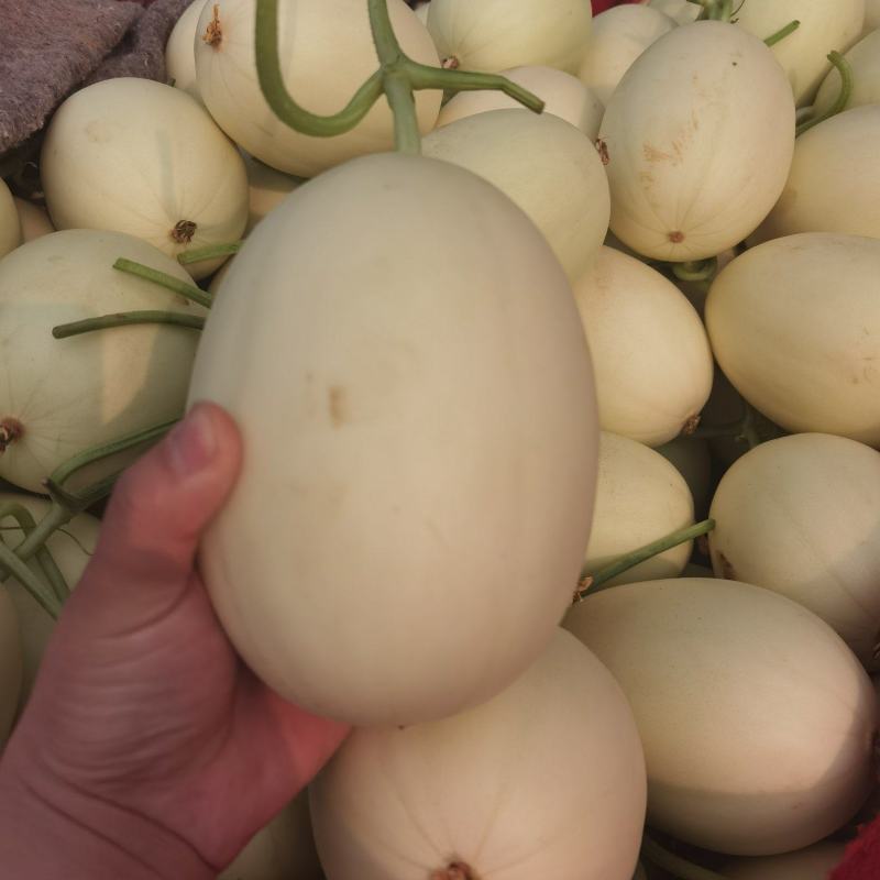 大量甜瓜上市，脆梨甜瓜
