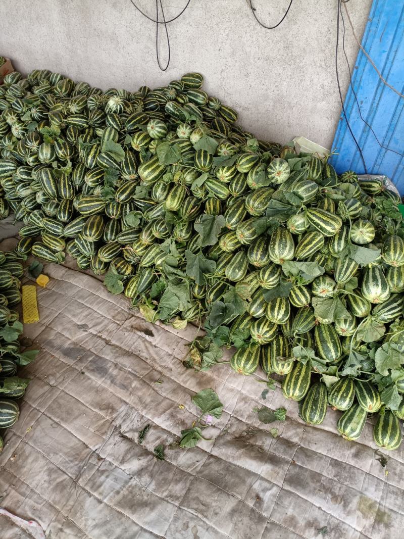 精品博洋甜瓜产地直发精品博洋9博洋61欢迎咨询