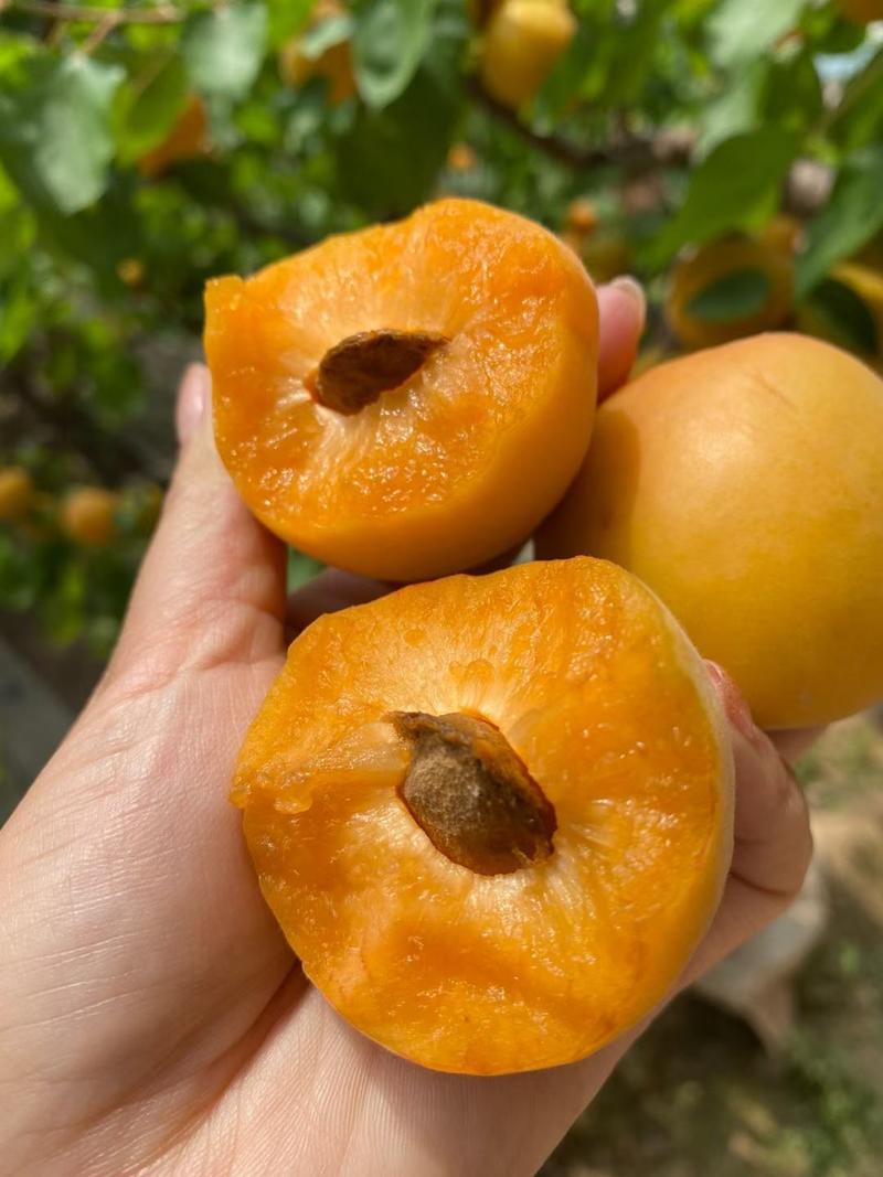 陕西大黄杏，时令水果，酸甜多汁。现摘现发，支持一件代发。