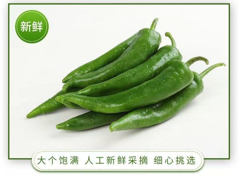 新鲜辣妹子辣椒美人椒朝天椒薄皮青尖辣椒土辣椒小辣椒剁椒