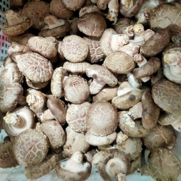 精品花菇，基地直供全国发货诚信经营货源充足