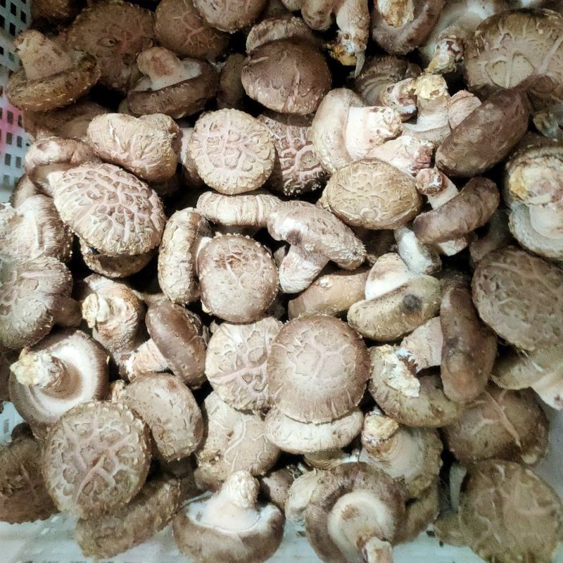 精品花菇，基地直供全国发货诚信经营货源充足