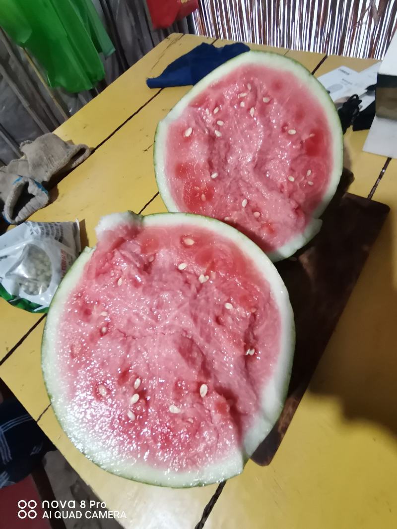 【诚信经营】江苏精品8424产地直销皮薄瓤红口感纯甜