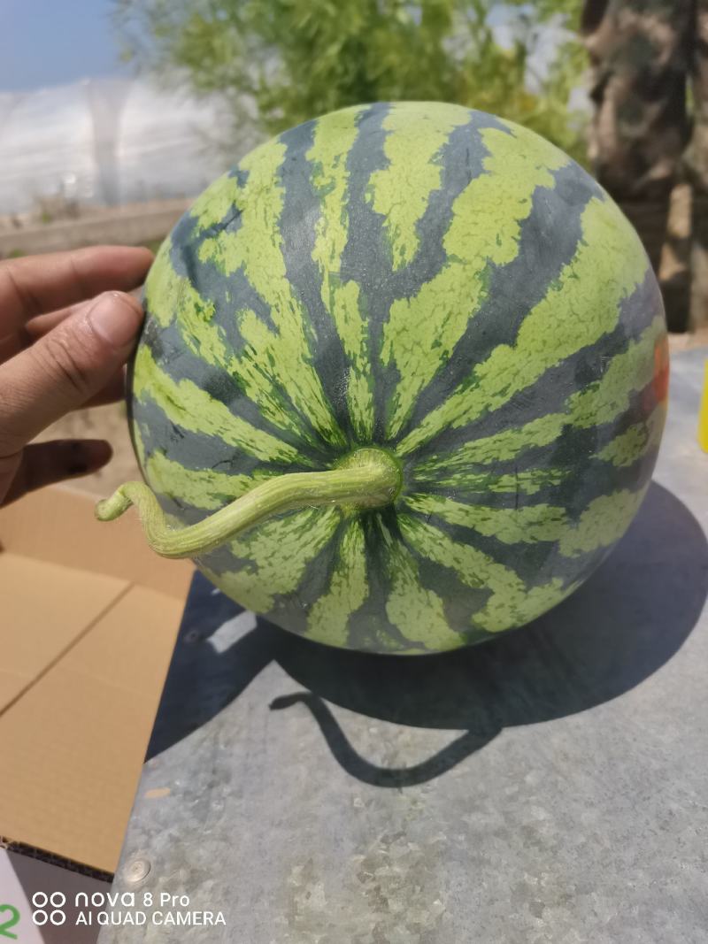 【荐】江苏东台美都头茬瓜无籽美都纯甜品质保障