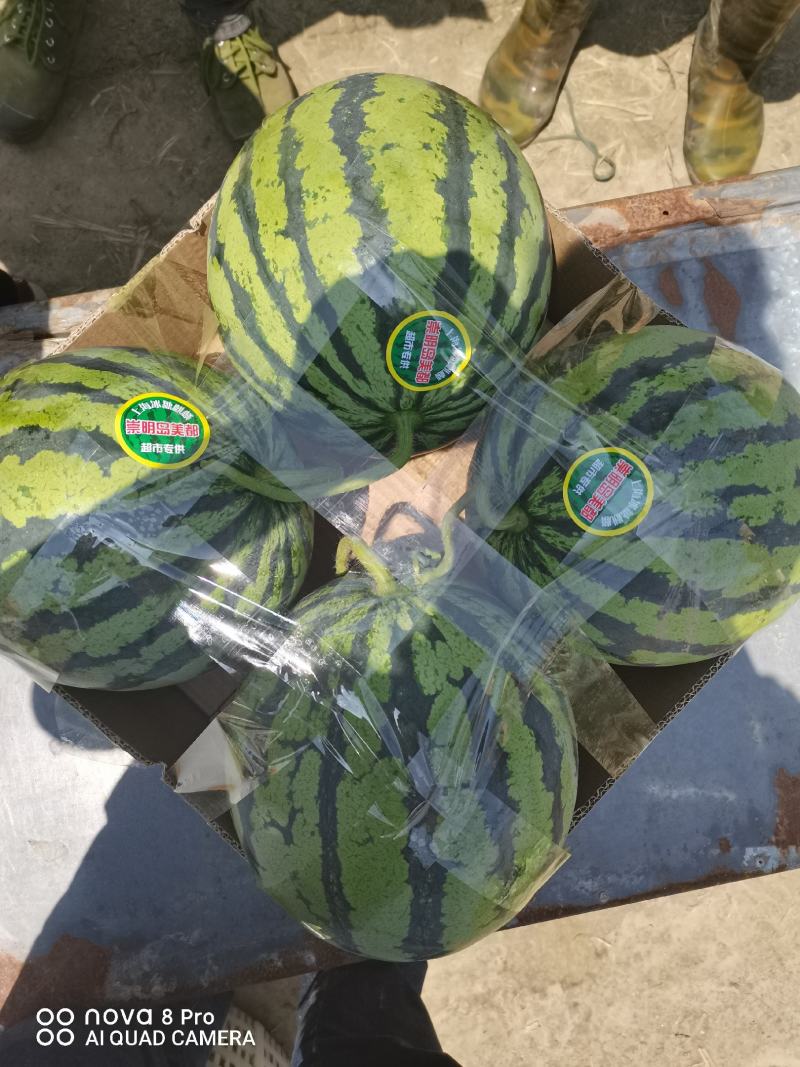 【荐】江苏东台美都头茬瓜无籽美都纯甜品质保障