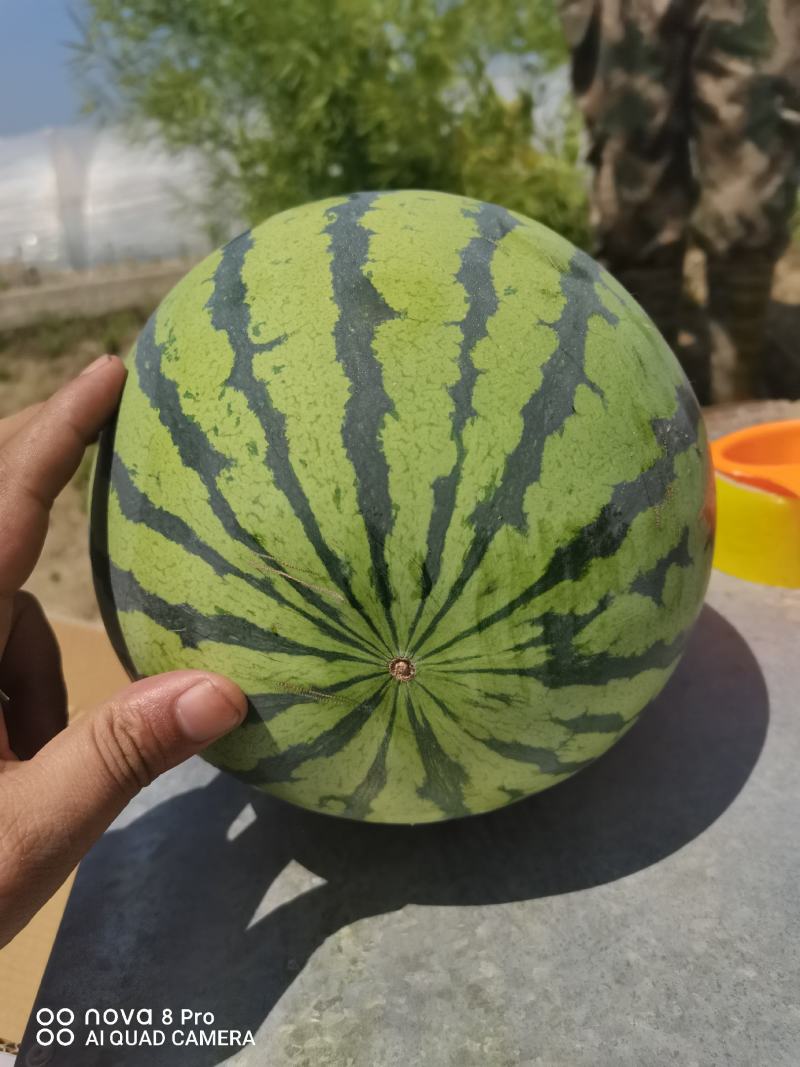 【荐】江苏东台美都头茬瓜无籽美都纯甜品质保障