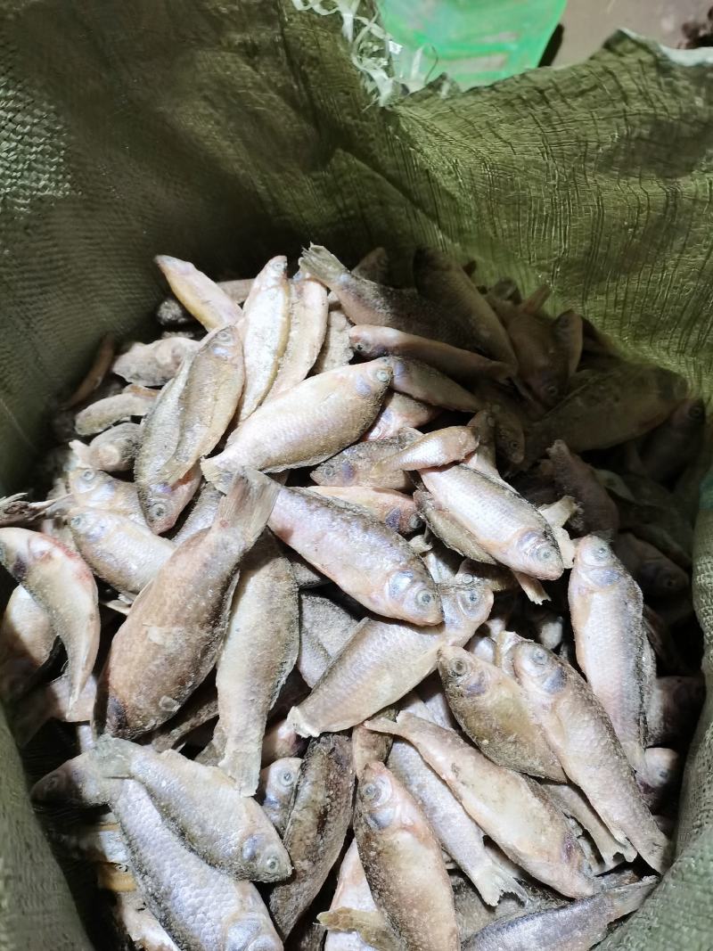 淡水河鱼，冰冻鲫鱼，鲫鱼饲料，猫粮狗粮，鲫鱼壳子，貉子食