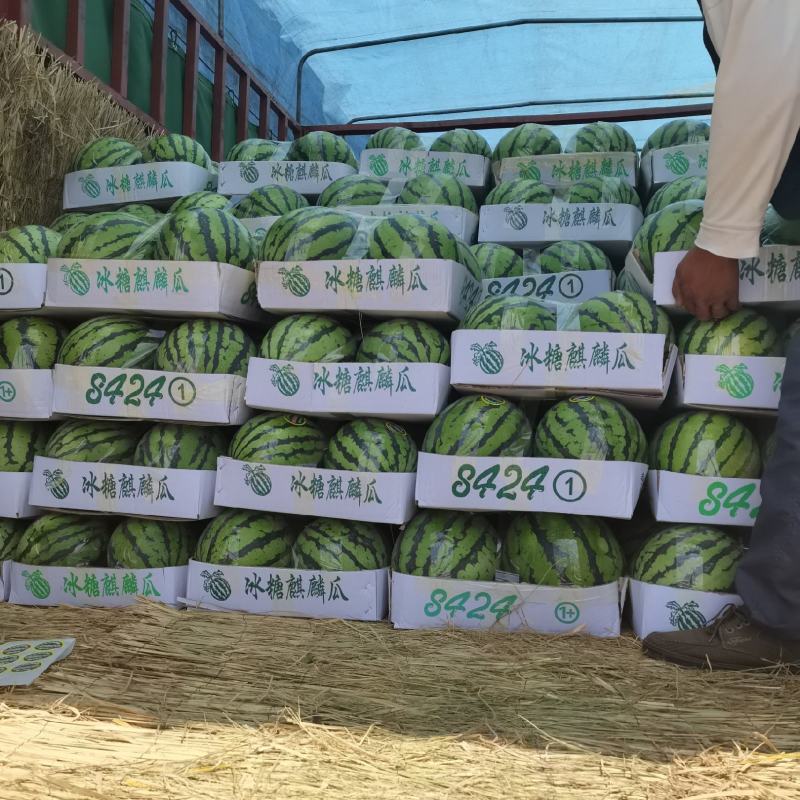 【诚信经营】江苏精品8424产地直销皮薄瓤红口感纯甜