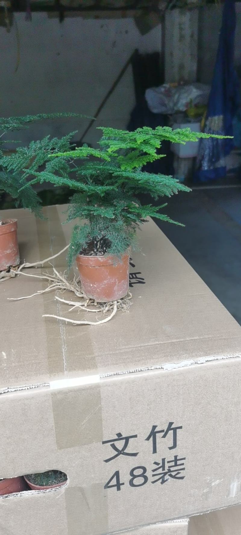 小文竹