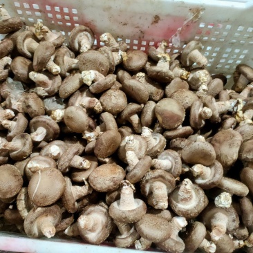 精品花菇，基地直供全国发货诚信经营货源充足