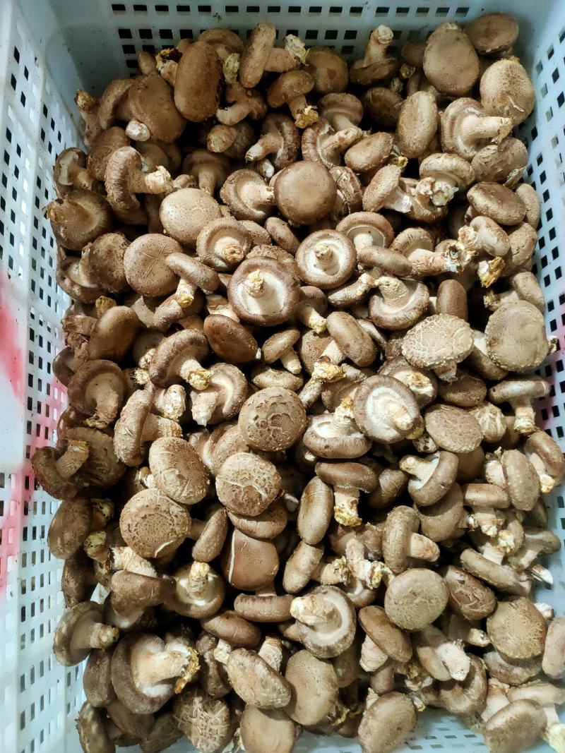 精品花菇，基地直供全国发货诚信经营货源充足