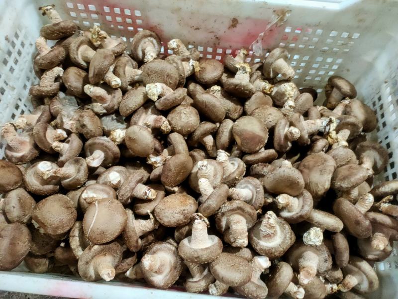 精品花菇，基地直供全国发货诚信经营货源充足