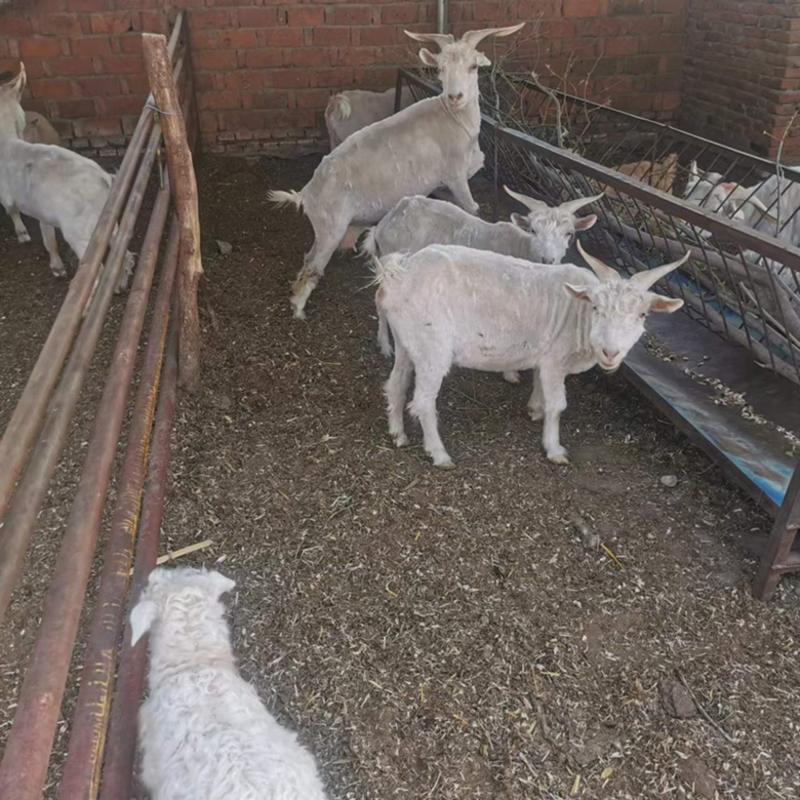 辽宁纯种绒山羊公羊母羊包技术包成活可实地考察