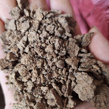 茶麸，杀菌，做肥料，也可以洗头，特别是油性头发