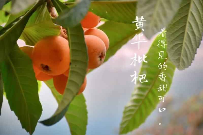 永善县黄华大五星枇杷