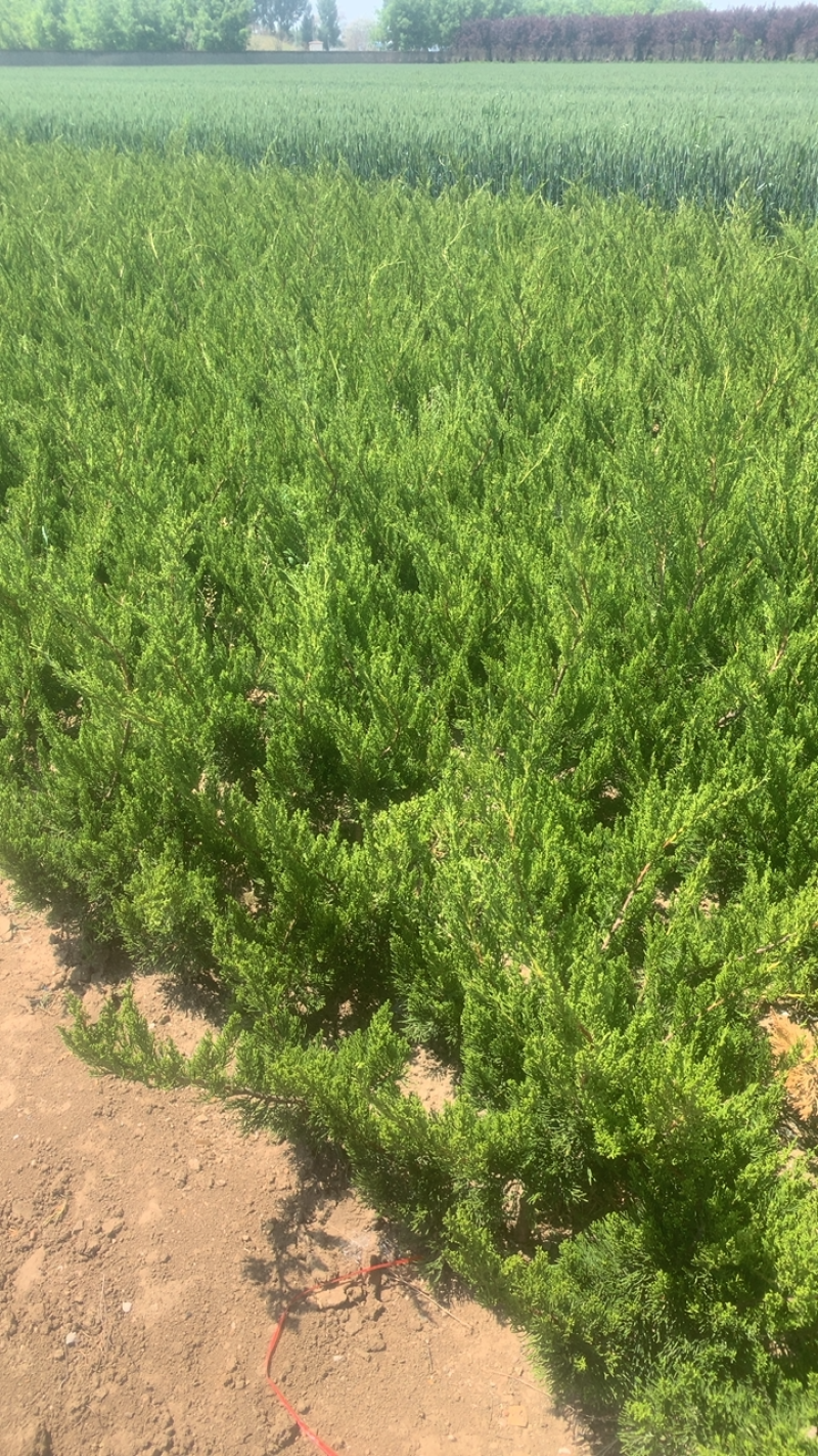 高度45-50精品龙柏，喜阳，稍耐阴喜温暖