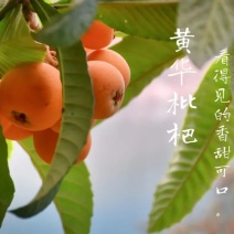 永善县黄华大五星枇杷