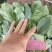 【好货】河北精品大叶菠菜产地直供可视频看货量大从优