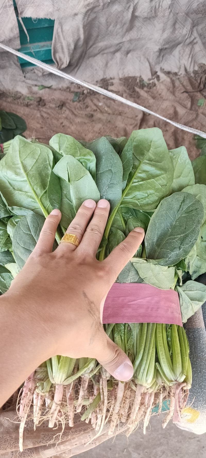 【好货】河北精品大叶菠菜产地直供可视频看货量大从优
