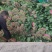 【好货】河北精品大叶菠菜产地直供可视频看货量大从优