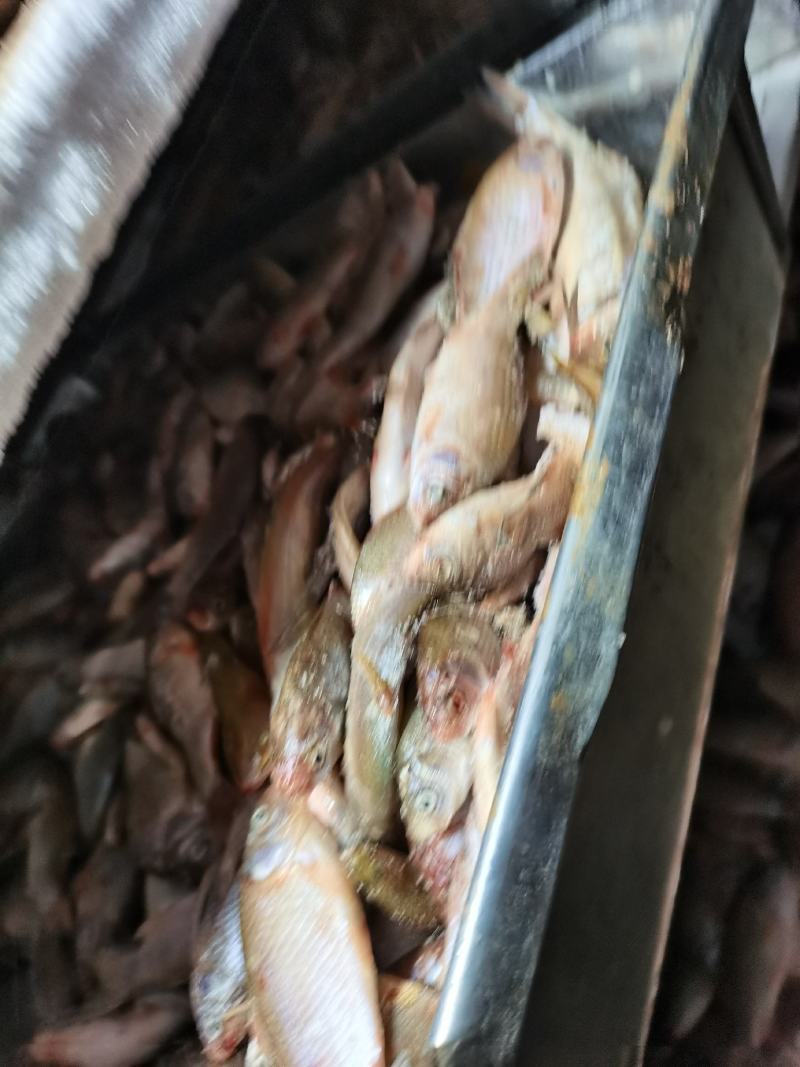 饲料鲫鱼冻板杂鲫鱼冰鲜杂