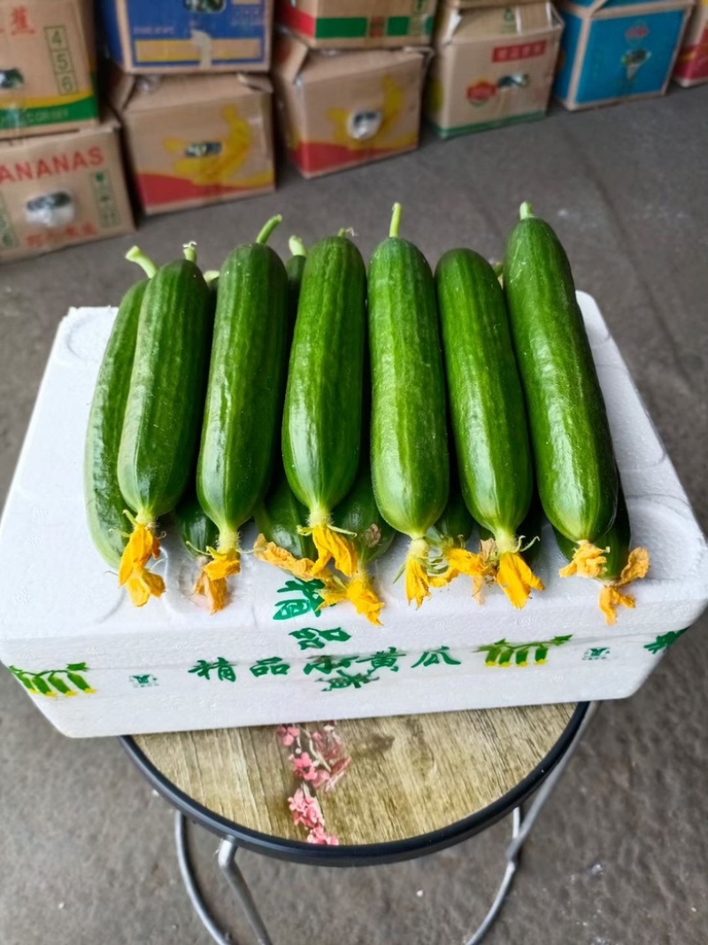 小黄瓜，水果黄瓜电商商场市场大量供应长期合作