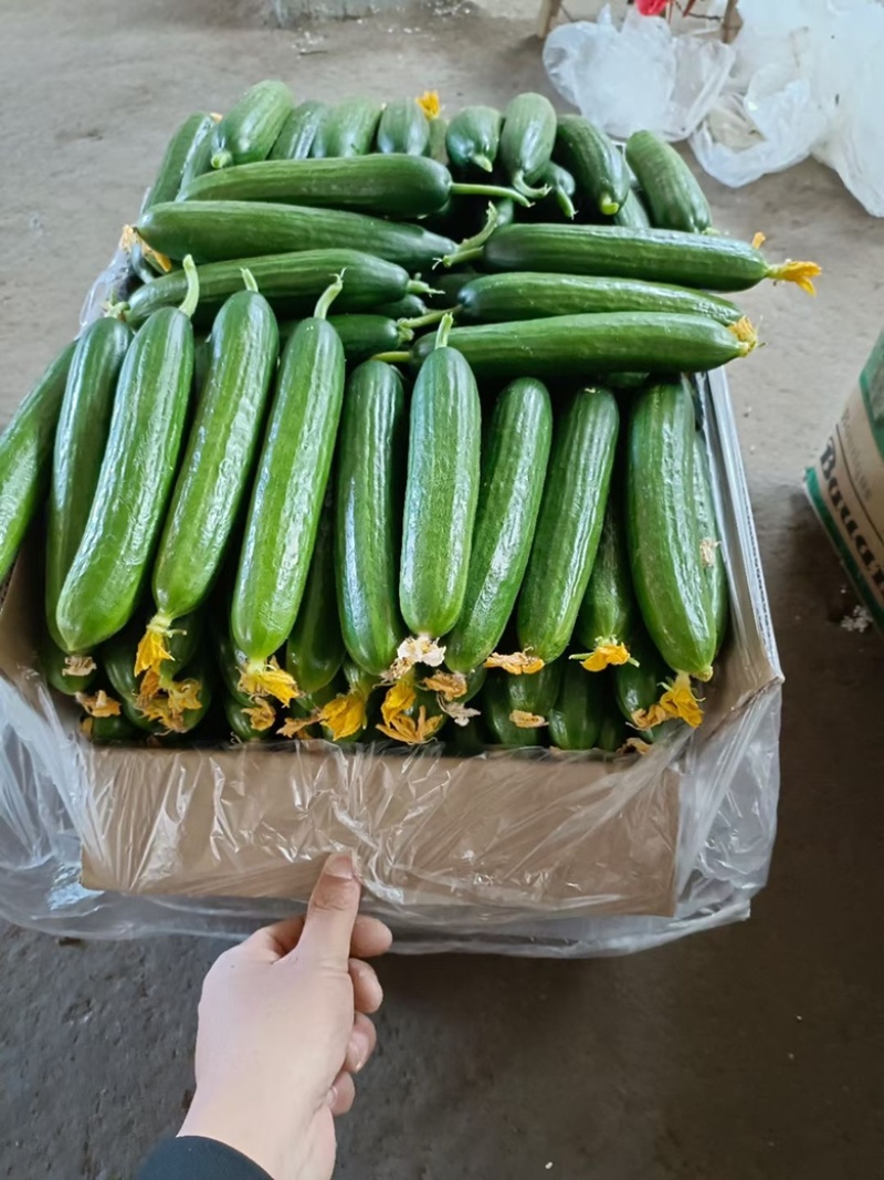 小黄瓜，水果黄瓜电商商场市场大量供应长期合作