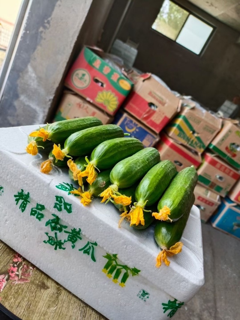 小黄瓜，水果黄瓜电商商场市场大量供应长期合作