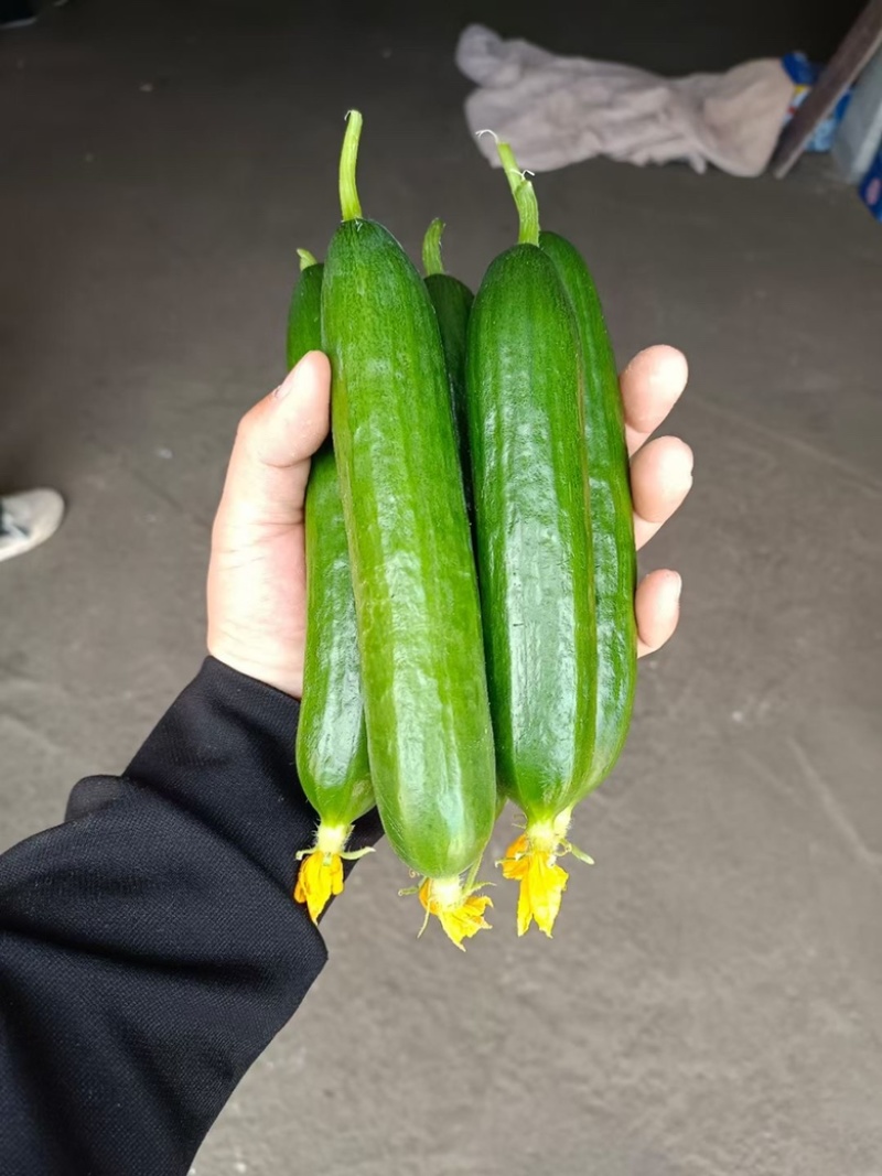 小黄瓜，水果黄瓜电商商场市场大量供应长期合作