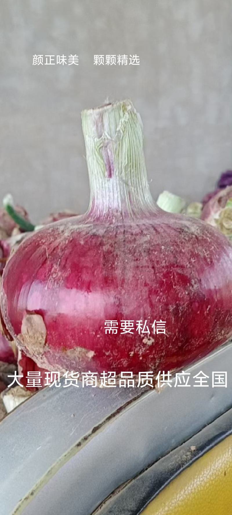 山东洋葱紫皮洋葱8公分质量保证商超品质特价