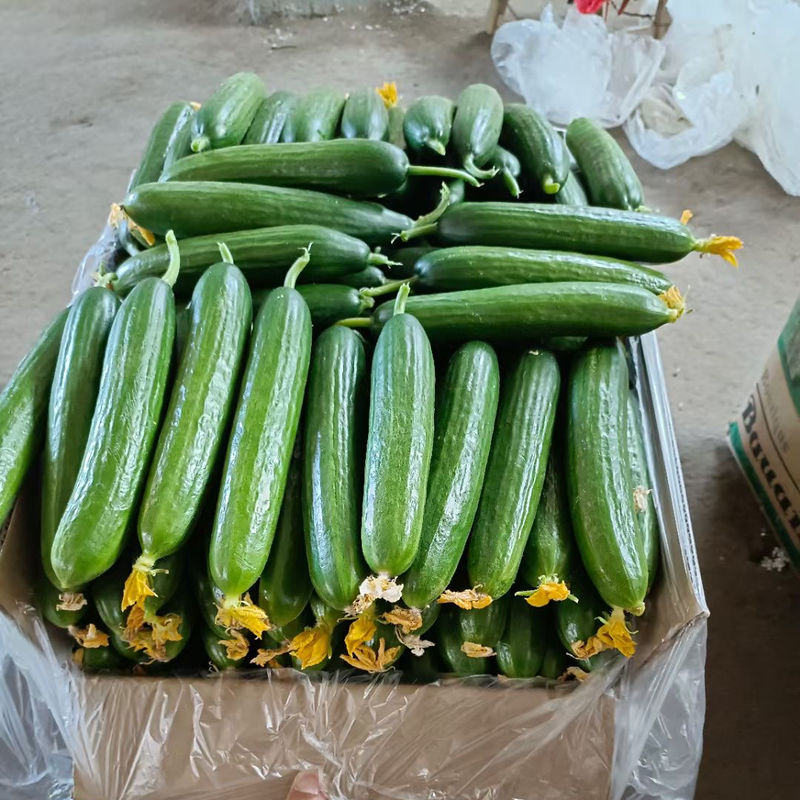 小黄瓜水果黄瓜大量供应产地货源充足代发全国