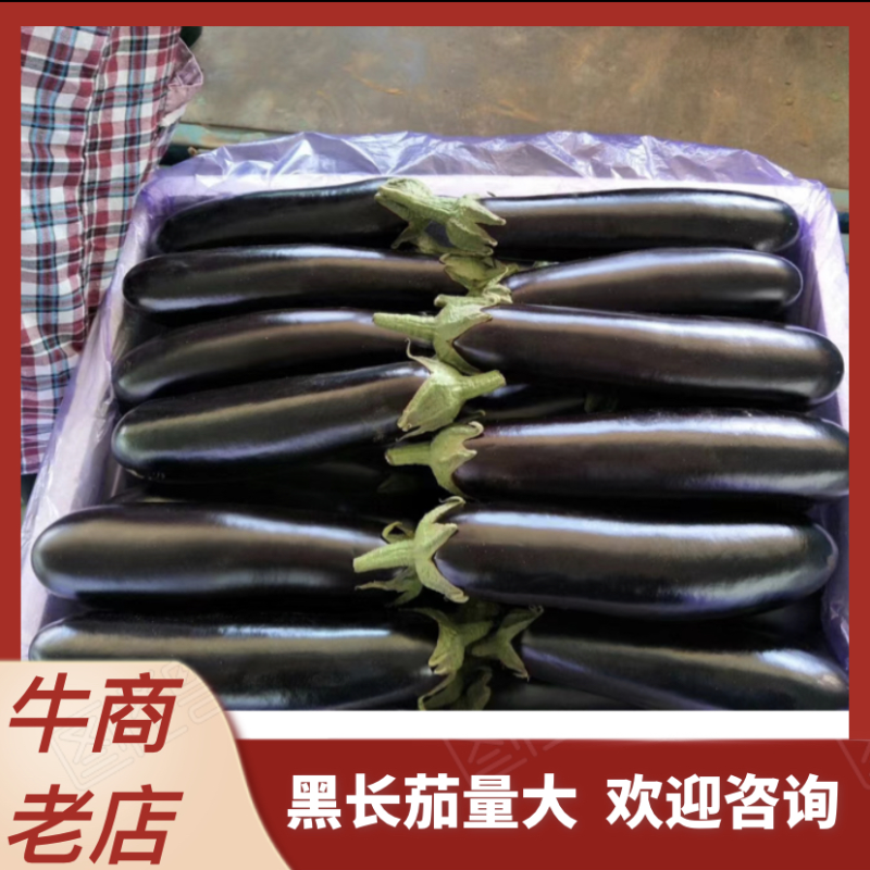精品黑宝茄子，烧烤茄，黑宝，布莱迪，大量上市质量保证
