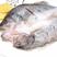 海鲈鱼各种规格海鲈鱼从11条到19条规格都有