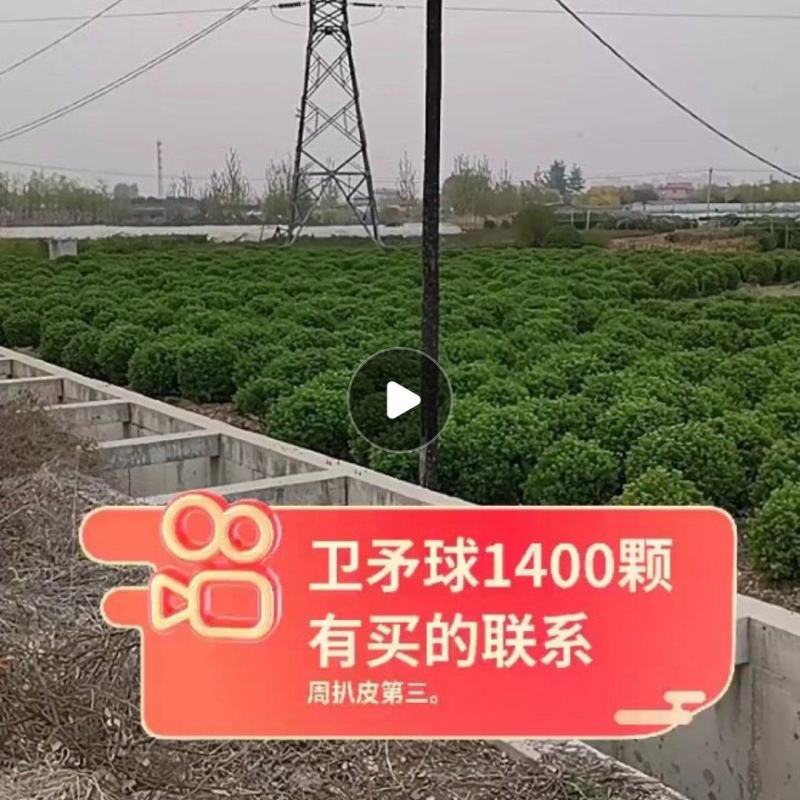 各种卫矛，卫矛球出售，各种苗木出售，价格公道，欢迎联系。