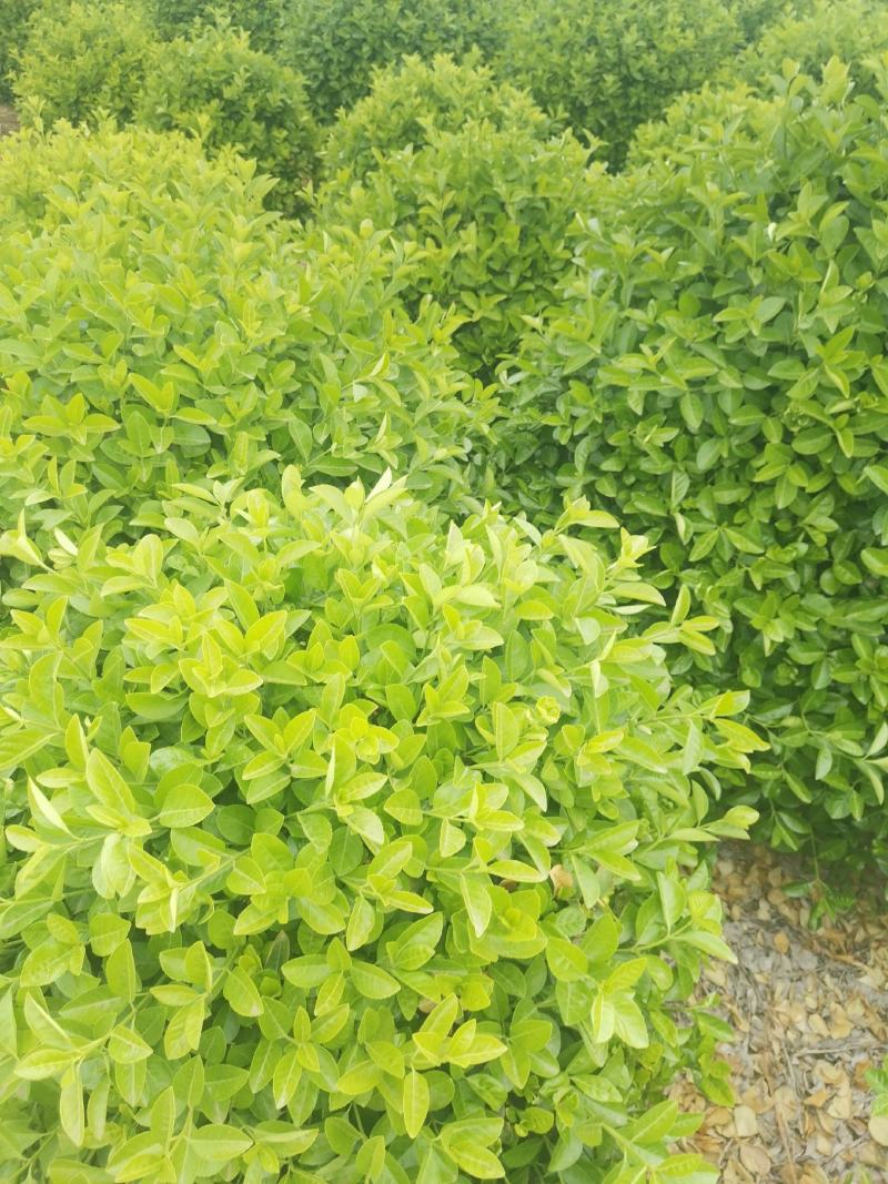 各种卫矛，卫矛球出售，各种苗木出售，价格公道，欢迎联系。